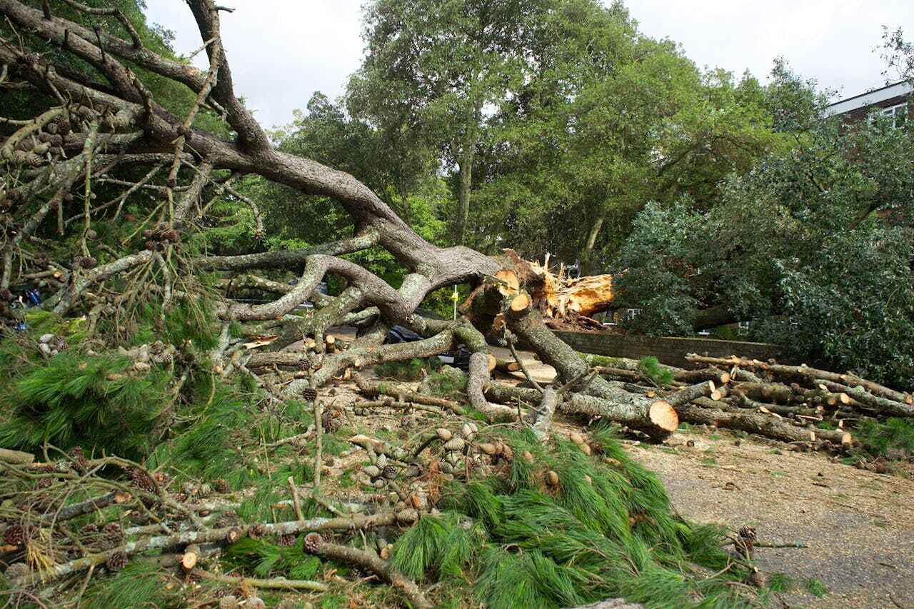 Large Tree Removal in Alliance, NC